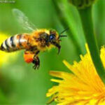 صادرات و فروش عسل ارگانیک در بهشهر