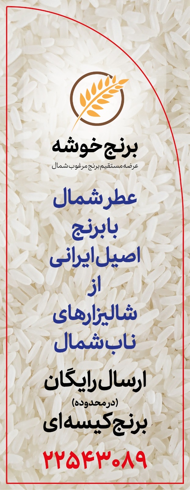 عمده فروشی و عرضه مستقیم برنج شمال به سراسر کشور در تهران